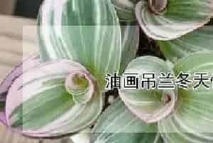 油画吊兰冬天怕冷吗