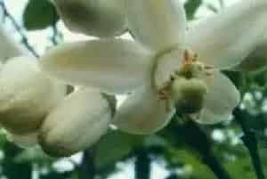 嫁接繁殖的花卉有哪些?柚子(芸香科柑橘属)文旦、柚