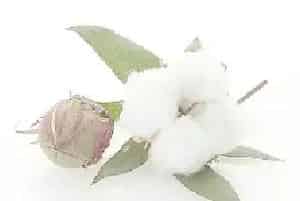 如何防治和治疗棉花烂铃