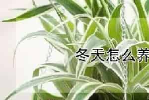 冬天怎么养吊兰