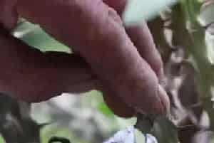 盆景养护管理 | 冬天虎刺梅烂叶干边怎么办