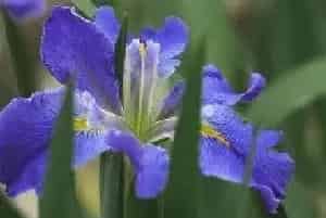 蓝色鸢尾花的花语