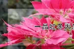 一品红冬天怎么养