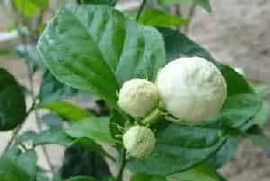 虎头茉莉冬天养护对策