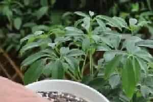 盆栽施肥 | 鸭脚木施肥多了怎么办