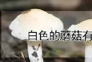 白色的蘑菇有毒吗