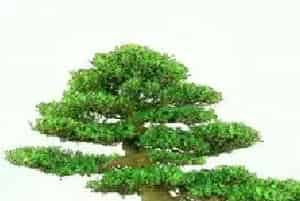 花卉果蔬盆景 | 蚊母盆景栽植方法及注意事项