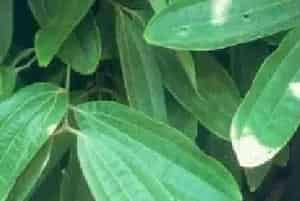 播种繁殖的绿植有哪些?钝叶樟(樟科樟属)钝叶桂、大叶山桂