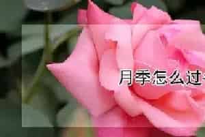 月季怎么过冬天