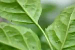 盆景养护管理 | 幸福树生蚜虫怎么处理