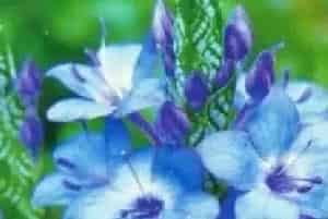 扦插繁殖的绿植有哪些?可爱花(爵床科喜花草属)喜花草、蓝花仔