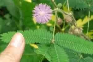 盆栽施肥 | 含羞草施肥方法