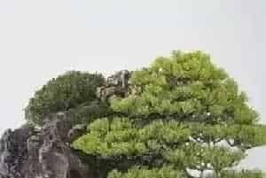 盆景知识 | 盆景是一种最奢侈的艺术品