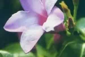 扦插繁殖的绿植有哪些?橡胶紫茉莉(萝藦科桉叶藤属)伯莱花、桉叶藤