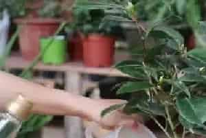 盆栽施肥 | 茶花适合浇什么水