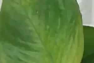 盆景养护管理 | 绿萝冬天黄叶怎么回事