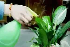 盆栽施肥 | 盆栽花卉施肥方法