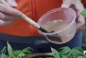 盆栽浇水 | 发财树施肥后需要立刻浇水吗