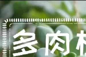 多肉植物能一直水培养殖吗？多肉种植要点
