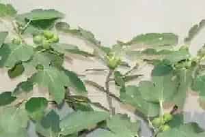 盆栽施肥 | 盆栽无花果如何施肥