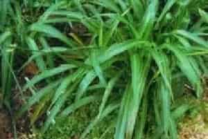 分生繁殖的绿植有哪些?吊兰(百合科吊兰属)挂兰、垂盆草