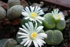 生石花春季种植要如何管理？