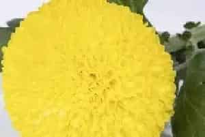 乒乓菊的花语