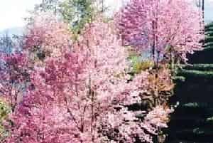 冬樱花的花语是什么？