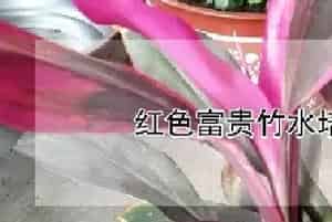 红色富贵竹水培怎么养