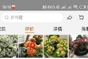 淘宝哪家长寿花比较靠谱？