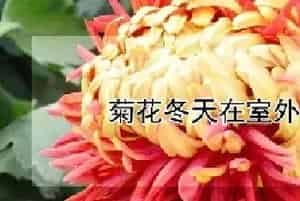 菊花冬天在室外能过冬吗