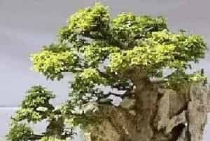 附石盆景 | 抱石盆景制作经验分享