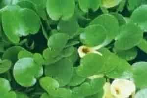 分生繁殖的绿植有哪些?水金英(花蔺科水罂粟属)水罂粟