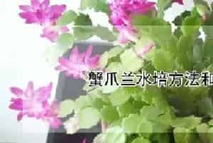 蟹爪兰水培方法和注意事项