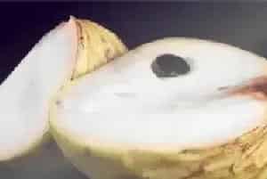 热带果王释迦果（番荔枝）的种子能吃吗？能够种盆栽吗？怎么种？适合哪些地区栽培？种几年挂果？