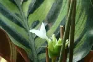 猫眼竹芋开花吗，猫眼竹芋几月开花/冬季开花花语是善变