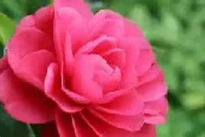 山茶花花语及代表意义 山茶花花语以及代表意义