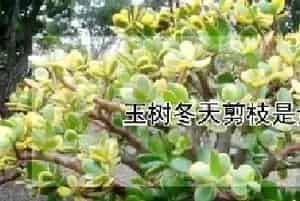 玉树冬天剪枝是全剪掉吗