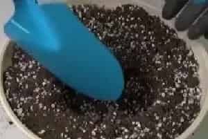 盆景养护管理 | 金鱼吊兰冬天可以换盆吗