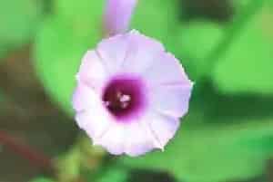 牵牛花花语