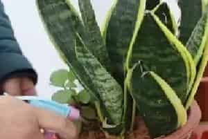 盆栽浇水 | 虎皮兰冬天要浇水吗