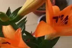盆景养护管理 | 百合花开完之后如何打理