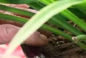 盆栽施肥 | 吊兰冬天施肥吗 幸好知道得早