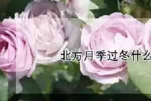 北方月季过冬什么时候修剪