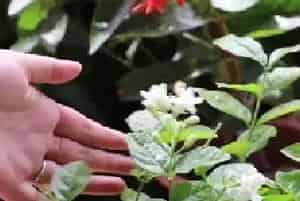盆栽施肥 | 茉莉花错过秋季最佳施肥时机怎么办