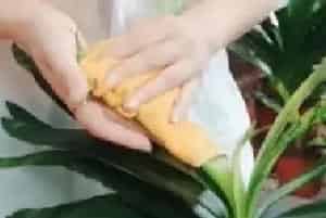 盆景养护管理 | 君子兰叶片怎样清理