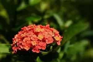 龙船花冬天养殖对策