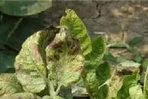 马铃薯花叶病防治和治疗办法