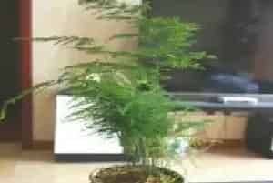 盆栽施肥 | 用啤酒怎么浇文竹