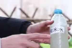 盆栽施肥 | 淘米水可以浇金鱼吊兰吗